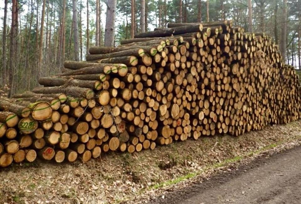 Grumes de chêne de haute qualité PEFC par 1 camion - 60M3